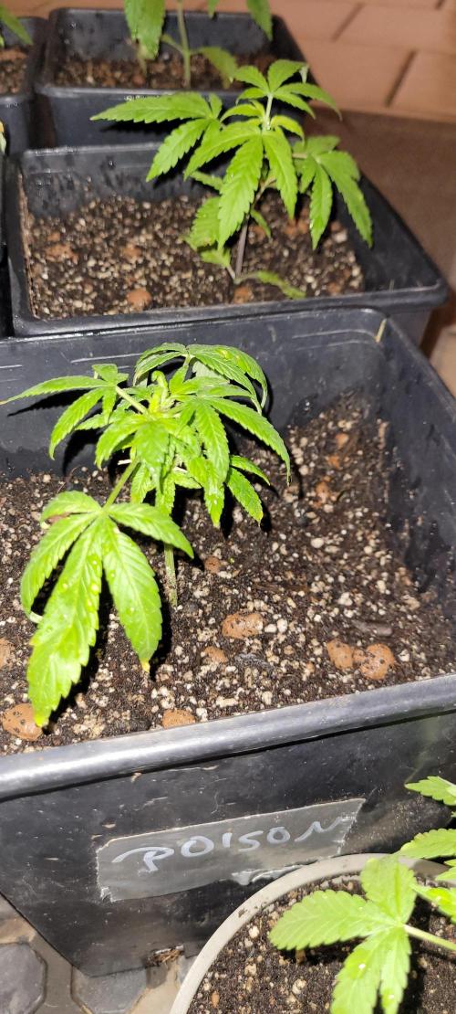 Retsuko's Afterwork Rage Run. Week 4