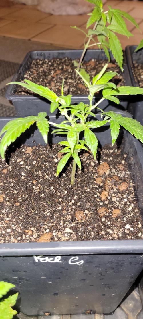 Retsuko's Afterwork Rage Run. Week 4