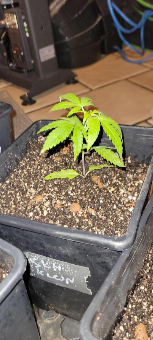 Attack on Trichomes. Week 4