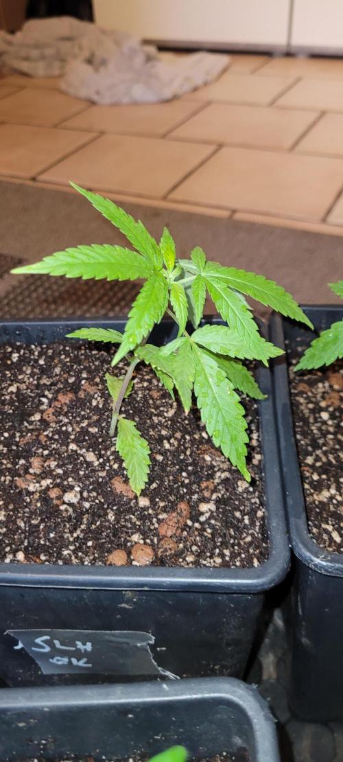 Attack on Trichomes. Week 4