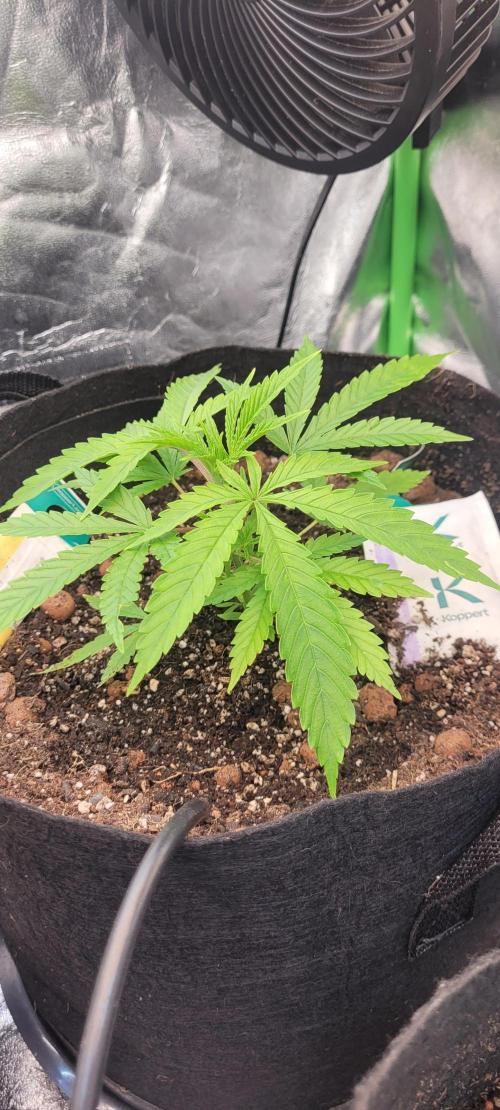 Dexter’s Growbroratory. Week 5 - Dee Dee