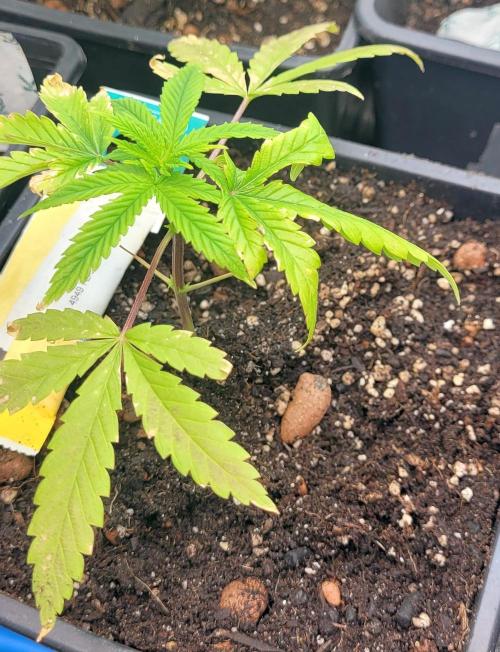 Dexter’s Growbroratory. Week 5 - Dexter