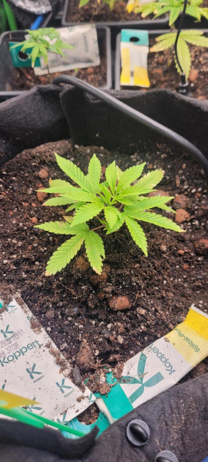 Smells like Terpvana. Week 5