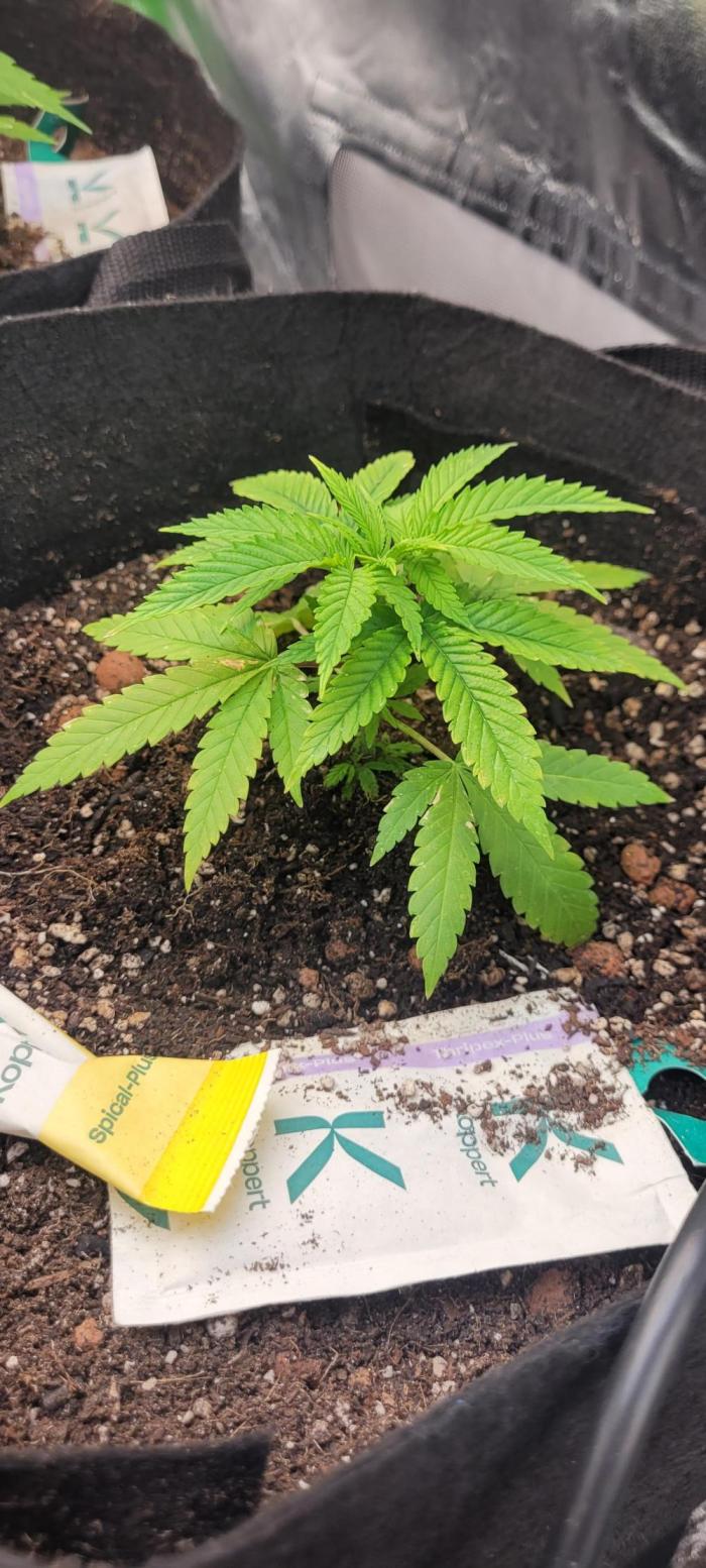 Yellowbeard's Hidden Stash. Week 5