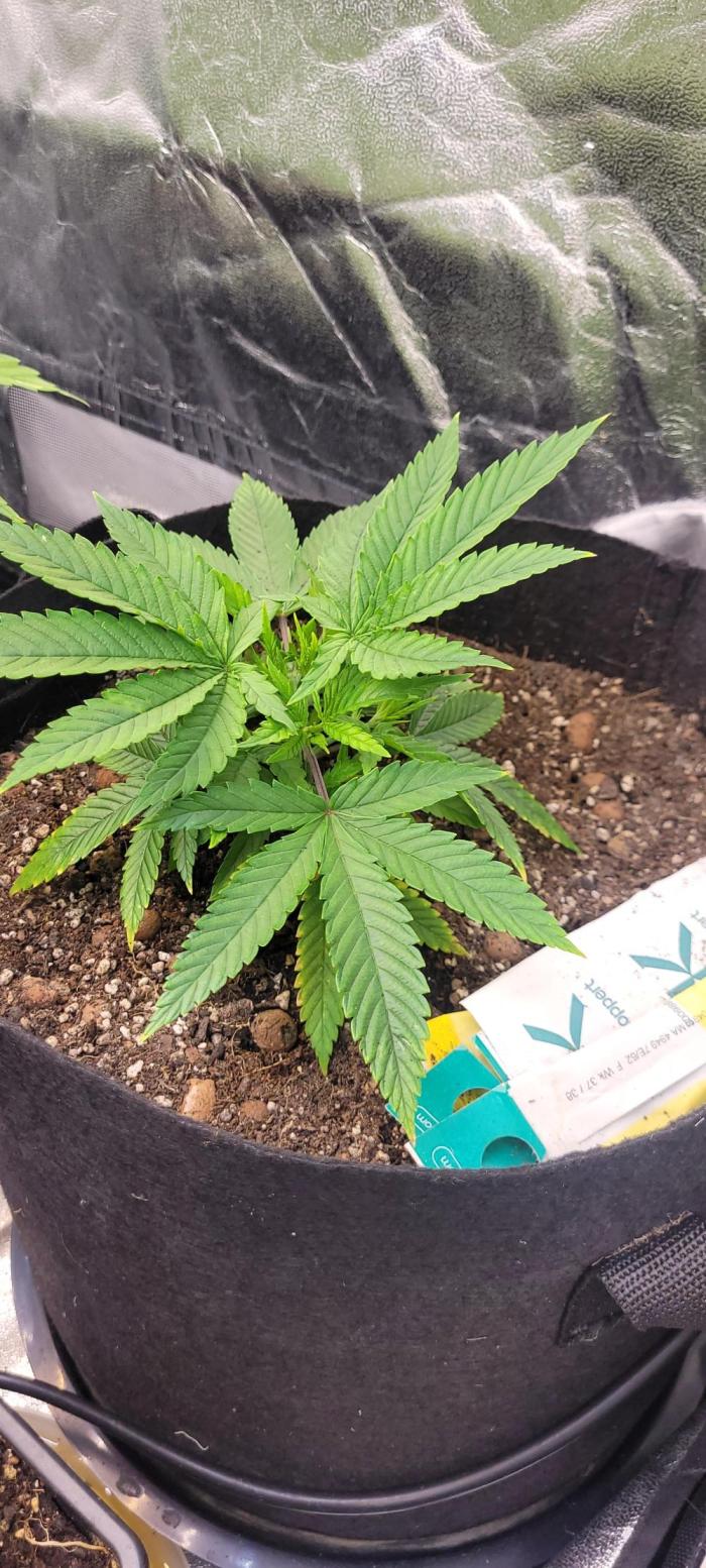 Yellowbeard's Hidden Stash. Week 6