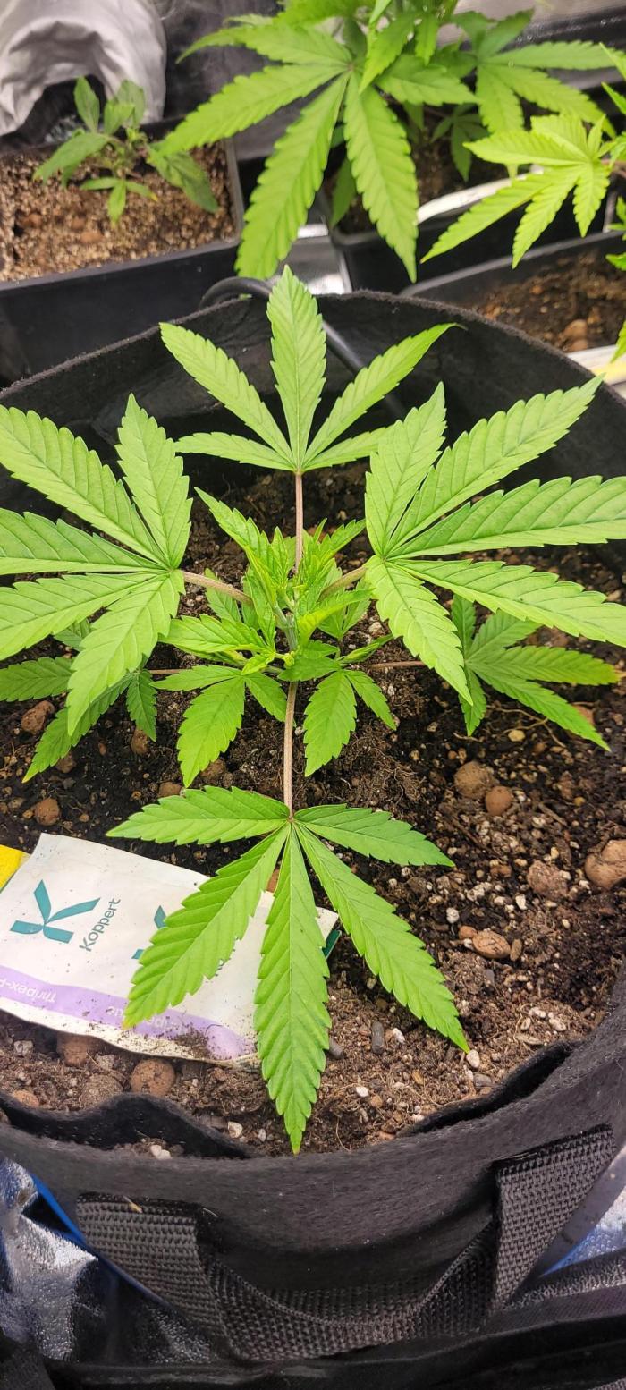 Smells like Terpvana. Week 6