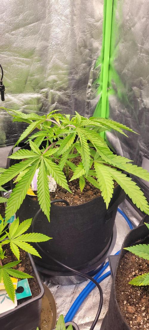 Dexter’s Growbroratory. Week 6 - Dee Dee