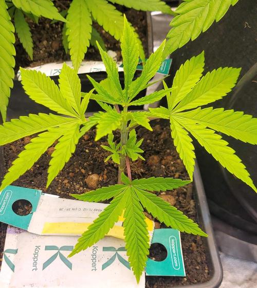 Dexter’s Growbroratory. Week 6 - Dexter