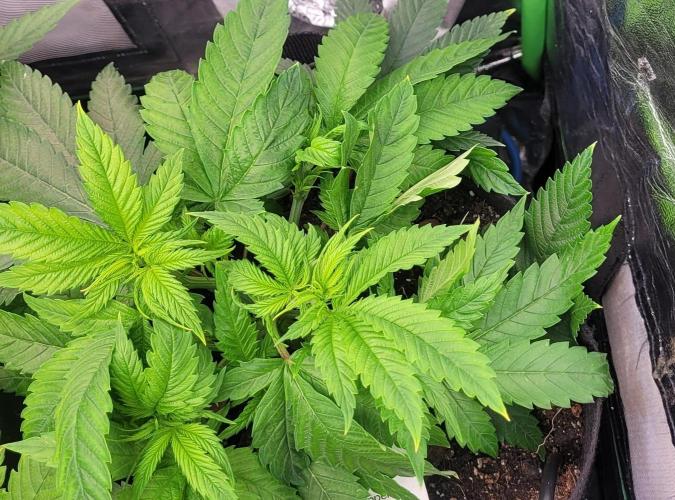 Yellowbeard's Hidden Stash. Week 7