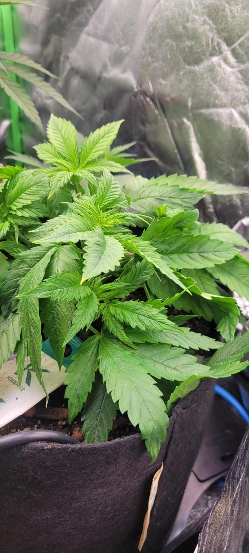 Yellowbeard's Hidden Stash. Week 7