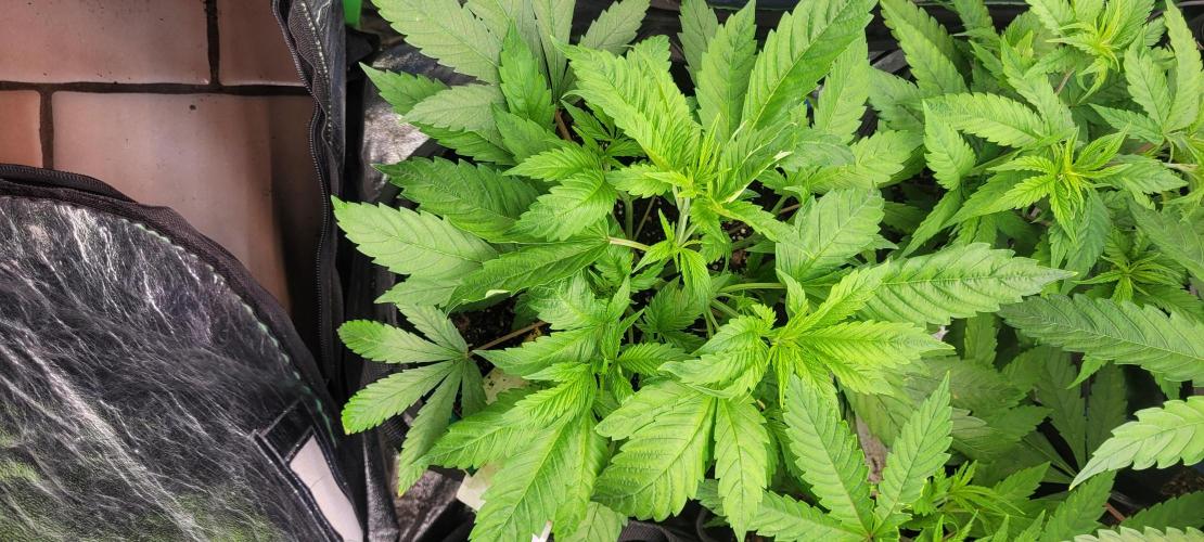 Smells like Terpvana. Week 7