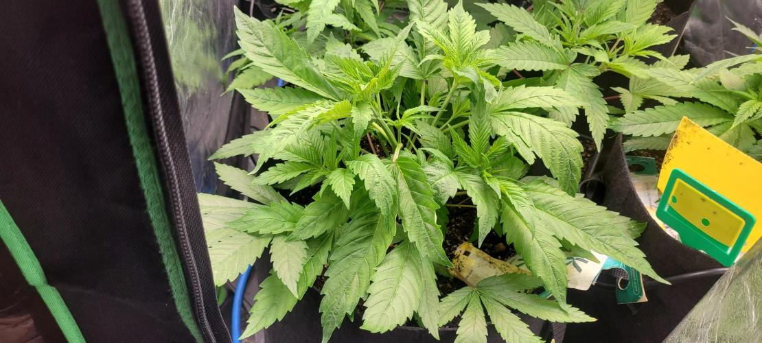 Smells like Terpvana. Week 7