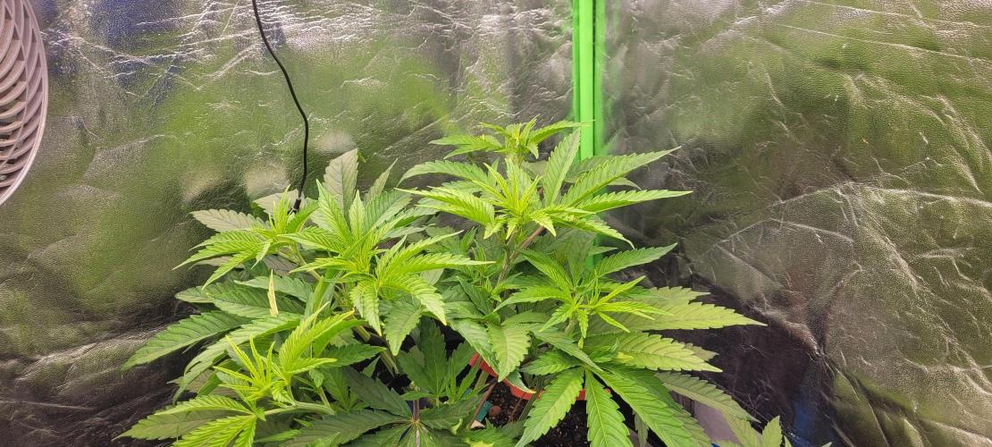 Dexter’s Growbroratory. Week 7 - Dee Dee