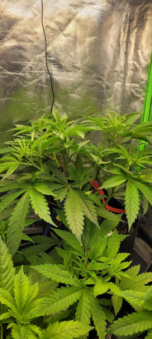 Dexter’s Growbroratory. Week 7 - Dee Dee