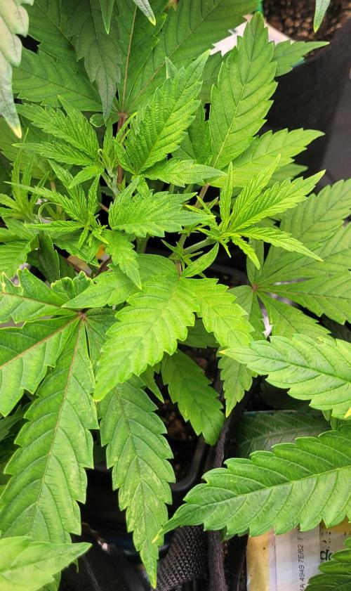 Dexter’s Growbroratory. Week 7 - Dexter