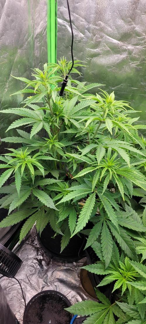 Dexter’s Growbroratory. Week 8 - Dee Dee