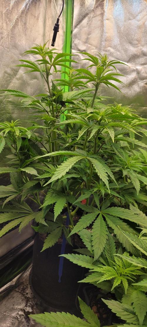 Dexter’s Growbroratory. Week 8 - Dee Dee