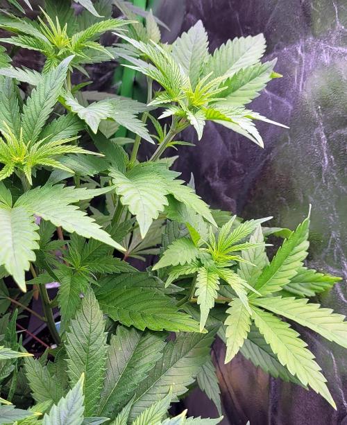 Dexter’s Growbroratory. Week 8 - Dexter