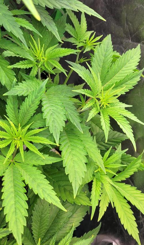 Dexter’s Growbroratory. Week 8 - Dexter