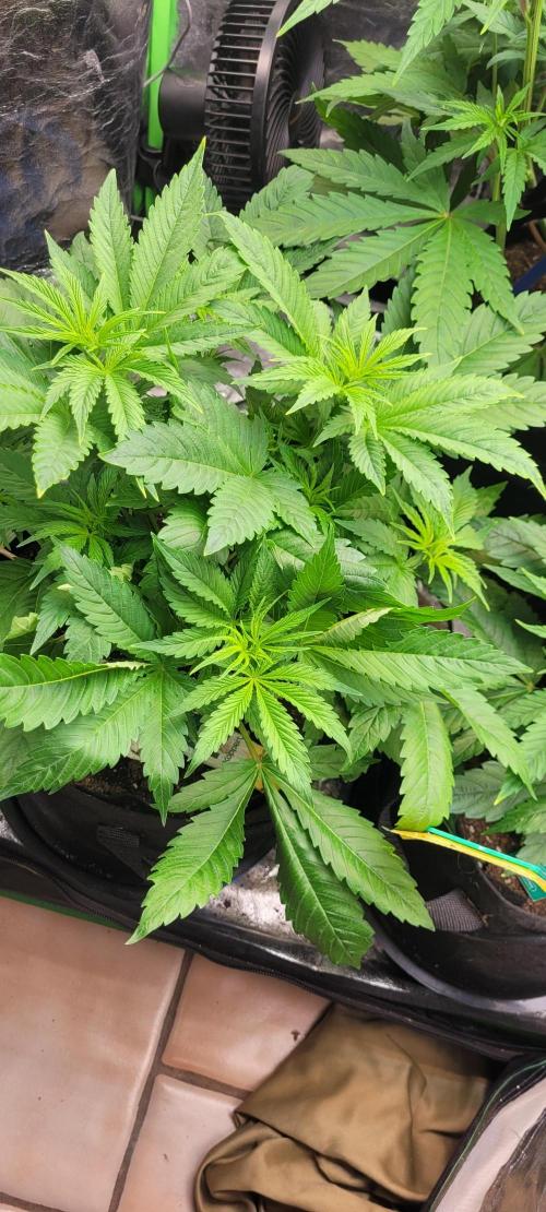 Smells like Terpvana. Week 8