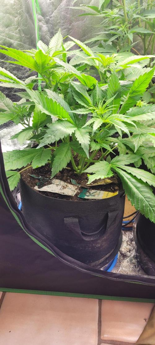 Smells like Terpvana. Week 8