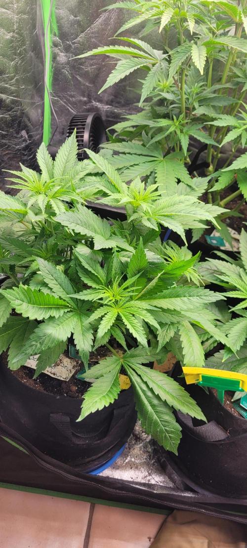 Smells like Terpvana. Week 8