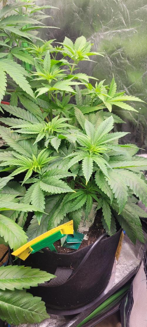 Yellowbeard's Hidden Stash. Week 8