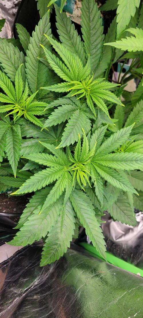 Yellowbeard's Hidden Stash. Week 8