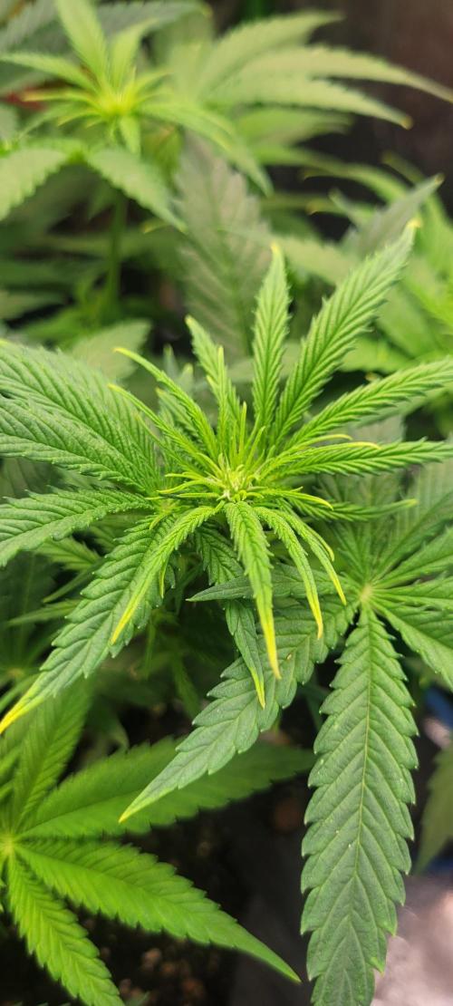 Yellowbeard's Hidden Stash. Week 9