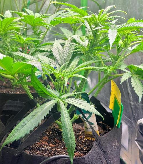 Yellowbeard's Hidden Stash. Week 9