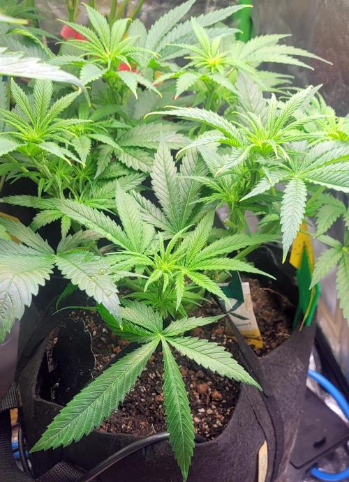 Yellowbeard's Hidden Stash. Week 9