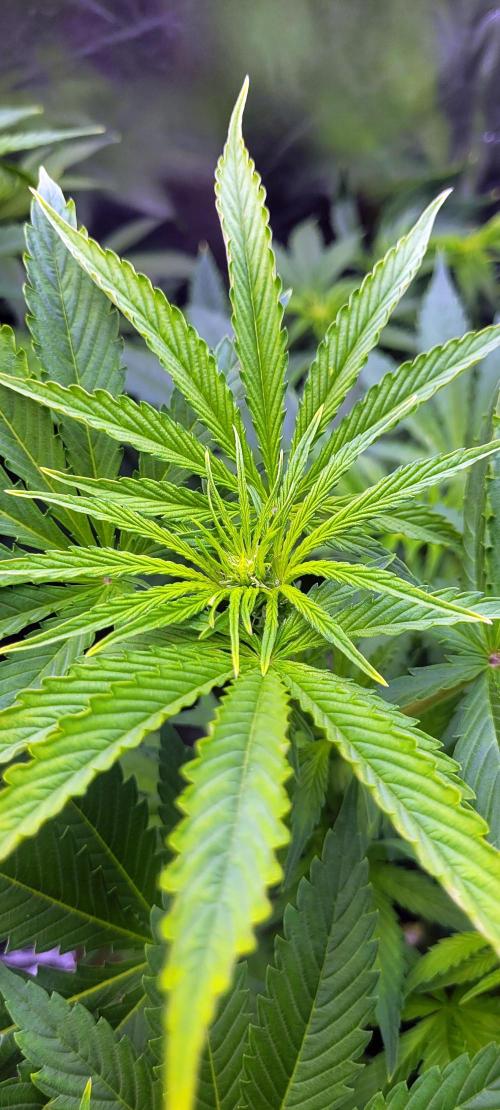 Smells like Terpvana. Week 9