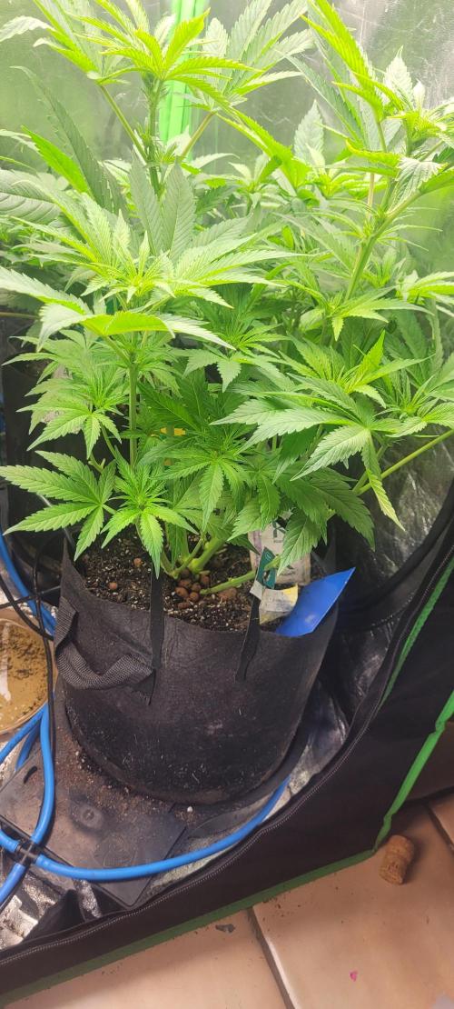 Smells like Terpvana. Week 9