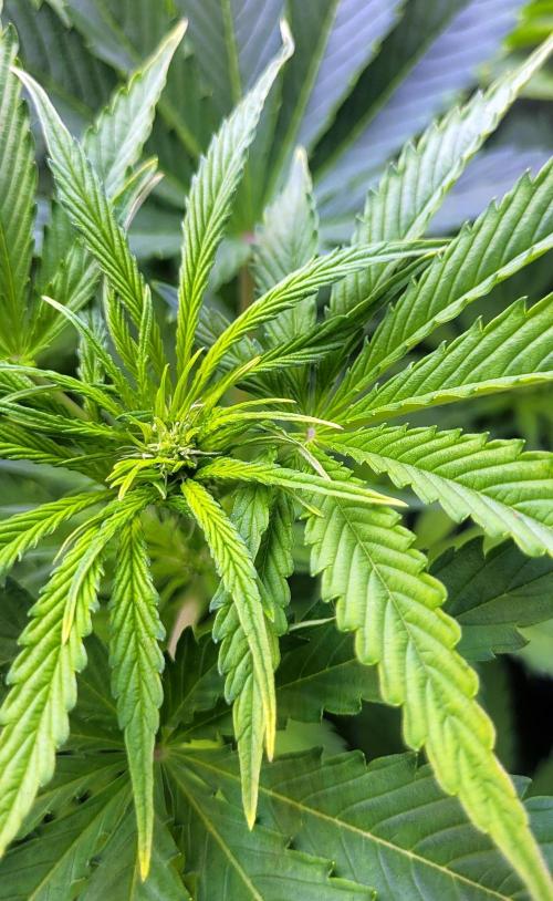 Smells like Terpvana. Week 9