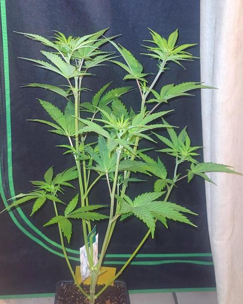 Dexter’s Growbroratory. Week 9 - Dexter