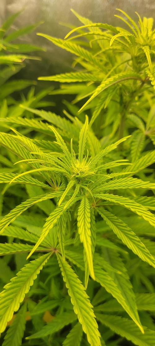 Dexter’s Growbroratory. Week 9 - Dee Dee 