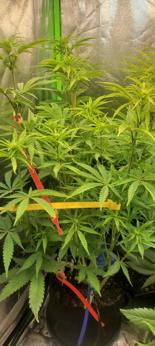 Dexter’s Growbroratory. Week 9 - Dee Dee 