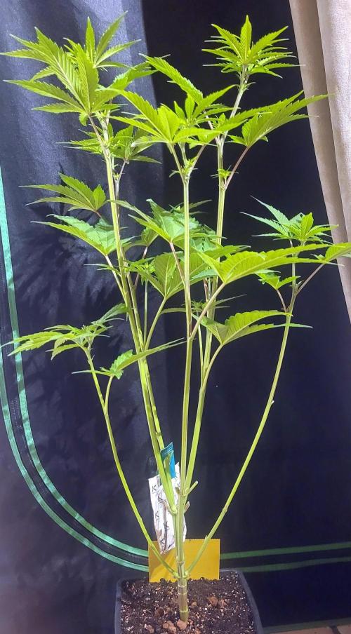 Dexter’s Growbroratory. Week 9 - Dexter