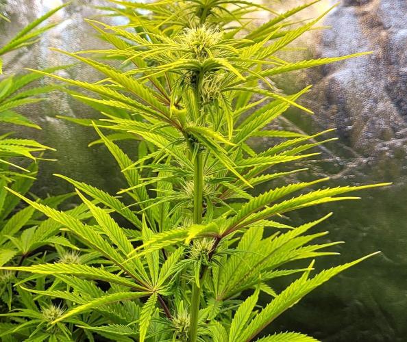 Dexter’s Growbroratory. Week 10 - Dee Dee