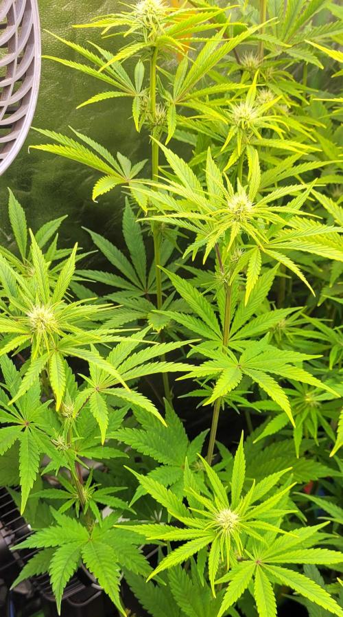 Dexter’s Growbroratory. Week 10 - Dexter