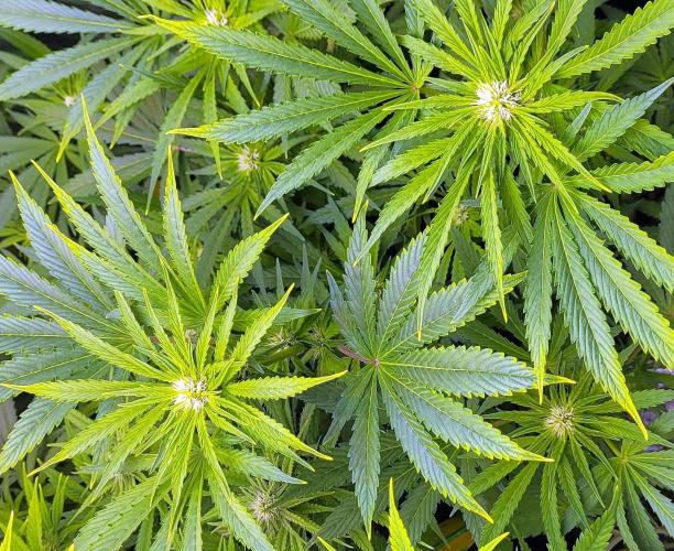 Smells like Terpvana. Week 10