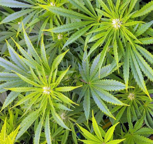 Smells like Terpvana. Week 10