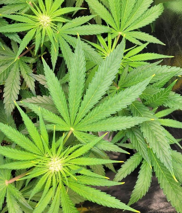 Yellowbeard's Hidden Stash. Week 10