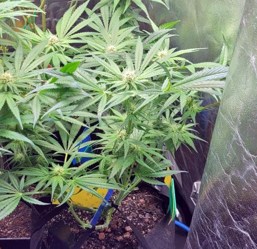 Yellowbeard's Hidden Stash. Week 11