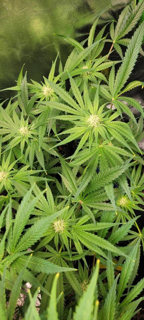 Yellowbeard's Hidden Stash. Week 11