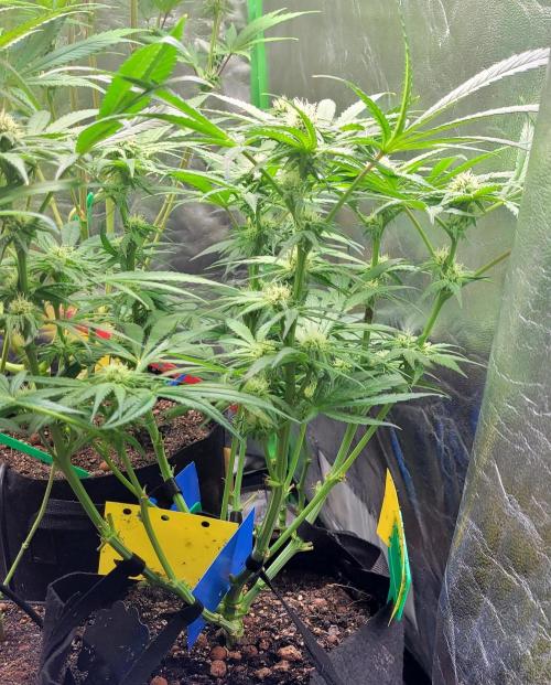 Yellowbeard's Hidden Stash. Week 11