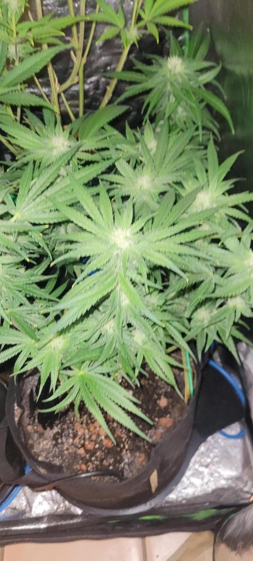 Yellowbeard's Hidden Stash. Week 11