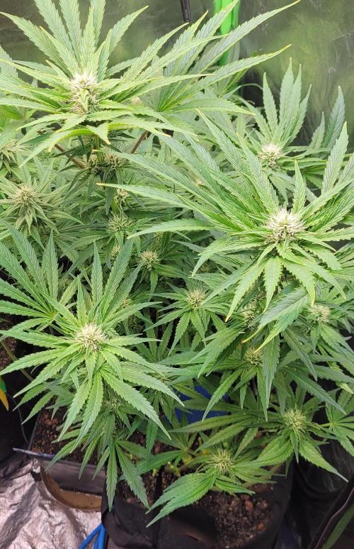 Smells like Terpvana. Week 11