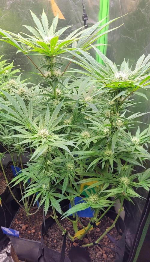 Smells like Terpvana. Week 11