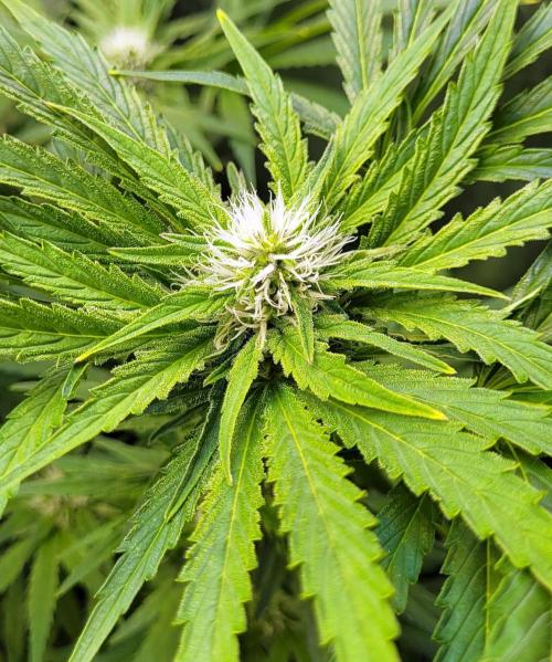 Smells like Terpvana. Week 11